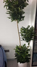 愛(ài)優(yōu)尚幸福樹(shù)盆栽客廳室內大型綠植辦公室喬遷新家綠寶凈化空氣源頭直發(fā) 曬單實(shí)拍圖
