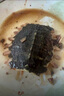 邵錦記麻辣鹵甲魚熟食加熱即食活殺現(xiàn)鹵以去除肥油整只鹵味甲魚鱉私房菜 350g鹵甲魚*3只【中大甲魚】推薦 【麻辣鮮香】90%選擇 曬單實(shí)拍圖