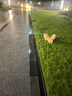 多尼斯（DOGNESS）狗繩狗牽引繩遛狗狗鏈中大型犬自動(dòng)伸縮防爆沖牽狗器柴犬金毛5米 曬單實(shí)拍圖