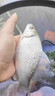 鯽魚(yú)專(zhuān)用釣魚(yú)餌料四季通用型通用主攻大板鯽野釣黑坑濃腥鯽魚(yú)專(zhuān)用 1袋裝【大板鯽絕戶(hù)餌】 曬單實(shí)拍圖