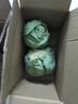 高原夏菜新鮮包菜卷心菜綠甘南菜甘藍圓白菜時(shí)令蔬菜健康營(yíng)養早餐 1.5斤-2斤高端標準菜 曬單實(shí)拍圖