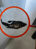 招財進(jìn)寶中國紅錦鯉金魚(yú)活體冷水觀(guān)賞魚(yú)草金魚(yú)小型寵物好養耐活 黑黃白紅10-12cm各一條 曬單實(shí)拍圖