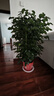 靜黛軒幸福樹(shù)客廳綠植高級感盆栽大型植物除甲醛室內好養高端大氣上檔次 幸福樹(shù)0.8-1m高（福字盆） 無(wú)規格 曬單實(shí)拍圖