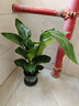 天堂鳥(niǎo)客廳大型植物盆栽旺宅落地式大葉花卉鶴望蘭室內除甲醛綠植 今日特價(jià)天堂鳥(niǎo)80-90cm加侖盆送專(zhuān)用肥 含盆 曬單實(shí)拍圖