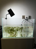 YEE超白魚(yú)缸桌面客廳生態(tài)斗金魚(yú)烏龜缸造景小型水草養魚(yú)玻璃裸缸50cm 曬單實(shí)拍圖