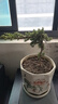 花無(wú)痕 迎客松造型盆栽 辦公桌陽(yáng)臺松柏樹(shù)苗地柏盆栽 庭院常青四季綠植 3年苗30cm左右 曬單實(shí)拍圖