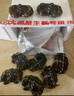 【活蟹】蟹叁鉗莊鮮活大閘蟹現貨全母蟹2.5-2.8兩8只螃蟹去繩足重海鮮中秋禮盒源頭直發(fā) 曬單實(shí)拍圖