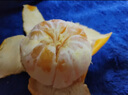 京鮮生 無(wú)核蜜桔 精選5斤裝橘子/桔子  單果80g+ 生鮮水果中秋禮盒 曬單實(shí)拍圖