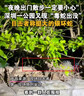 沃隆  紫皮腰果每日堅果腰果仁堅果炒貨休閑零食罐裝大顆粒 紫衣腰果210g【AA級大果】 曬單實(shí)拍圖