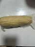 北緯媽咪白糯玉米3.2斤（200g*8穗）東北鮮甜黏粘糯玉米棒真空包裝 曬單實(shí)拍圖