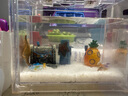 海星寵物飼養套裝桌面造景觀(guān)賞解壓迷你寵物海星海底生物兒童禮物 [比奇堡套餐]派大星兩只(大缸） 曬單實(shí)拍圖