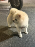 野獸派家居（tbh）保溫杯三麗鷗Hello Kitty巨無(wú)霸吸管隨行杯不銹鋼保冷杯水杯禮物 巨無(wú)霸保溫杯 經(jīng)典豹紋 1200ml (含mini收納包掛件) 曬單實(shí)拍圖