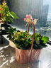 長(cháng)壽花盆栽重瓣金狐貍大花花苗四季室內開(kāi)花好養的花卉植物 【長(cháng)壽花】安娜 不含盆 曬單實(shí)拍圖