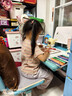 【點(diǎn)讀版圖書(shū)】羅伯生氣了 3-6歲引導(dǎo)孩子控制情緒類繪本 性格養(yǎng)成啟蒙成長(zhǎng)認(rèn)知繪本點(diǎn)讀書(shū)(支持小雞球球豚小蒙 點(diǎn)讀筆需另外購(gòu)買(mǎi)) 生日禮物 心喜閱童書(shū) 六一兒童節(jié)禮物 平裝 曬單實(shí)拍圖