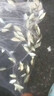 杰米仕（JMISI）大飛盤(pán)撒網(wǎng)大力馬漁網(wǎng)鐵鏈手拋網(wǎng)美式單絲圓盤(pán)帶鋼墜撒魚(yú)網(wǎng)輪胎線(xiàn) 特粗單絲線(xiàn)2指【煥新升級版本 超耐用】 加大50飛盤(pán)【寬4.8米+10米手繩】承重10斤 曬單實(shí)拍圖
