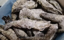 1號會(huì )員店 泰國活凍黑虎蝦 斑節對蝦 海鮮水產(chǎn) 凈重2斤（31-40只） 曬單實(shí)拍圖