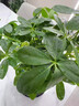 八方來(lái)財小盆栽鴨腳木四季常青桌面花卉景發(fā)財樹(shù)客廳甲醛室內招財 鴨腳木20-25cm【原土育苗盆】 曬單實(shí)拍圖