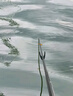 京東京造輕量小綜合魚(yú)竿高碳超輕超硬臺釣竿鯽魚(yú)鯉魚(yú)釣魚(yú)竿5.4m  曬單實(shí)拍圖
