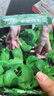 壽禾 20天雞毛菜種子四季小青菜秋冬季蔬菜小白菜油菜上海青陽(yáng)臺菜籽 卓嫩雞毛菜種子60g約1.2萬(wàn)粒 曬單實(shí)拍圖