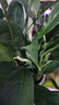 白掌一帆風(fēng)順盆栽植物室內花卉綠植水養四季開(kāi)花新手好養活 白掌1盆帶繁星盆 曬單實(shí)拍圖