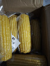 京鮮生東北黃糯玉米棒200g×8根 甜黏玉米 多種包裝隨機發(fā)貨 源頭直發(fā) 曬單實(shí)拍圖