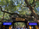 Navigare意大利小帆船女士襯衫25夏季新品時(shí)尚波點(diǎn)短袖襯衣百搭顯瘦上衣 冰川白 M 曬單實(shí)拍圖