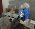 阿莫爾狗狗衣服可牽引寵物四腳衣泰迪比熊博美小型犬寵物貓咪春秋季外套 三小熊背帶褲 XS 建議1-3斤 具體參考尺碼表 曬單實(shí)拍圖