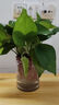 特價(jià)綠蘿盆栽室內客廳辦公室吸甲醛凈化空氣水培植物綠植花卉好養 【1盆】綠蘿+早安吸水盆 整體含盆高度20-25cm 曬單實(shí)拍圖