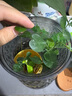 特價(jià)懶人水培綠植九里香綠蘿文竹室內(nèi)易養(yǎng)凈化空氣花卉盆栽 九里香5顆【不含盆】土培水培皆可10-15cm 曬單實(shí)拍圖