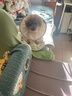 湯琪寵物伊麗莎白圈絕育護理項圈貓咪狗狗美容脖圈防舔咬小型犬頭套 可可奶 M（合適5-10斤） 曬單實(shí)拍圖