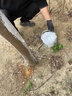 國光施奇樹干涂白劑冬季果樹園林植物防蟲防凍殺菌免兌水樹木刷白 曬單實拍圖
