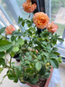 花翁灌木月季花苗盆栽特大花庭院陽(yáng)臺卉綠植源頭直發(fā) 果汁陽(yáng)臺+加侖盆 曬單實(shí)拍圖