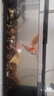 闊庭（KUOTING）溪流缸新款魚(yú)缸制氧一體式懶人生態(tài)造景側濾溪流缸黑色【超大號】 曬單實(shí)拍圖