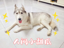 比瑞吉狗糧小型犬老年犬俱樂(lè )部系列山藥橄欖油果寡糖通用糧2kg7歲以上 曬單實(shí)拍圖