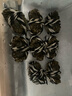 【活蟹】絕對鮮森大閘蟹特大鮮活螃蟹全母蟹現貨中秋送禮湖蟹河蟹 精選大閘蟹*全母蟹2.0-2.3兩8只 曬單實(shí)拍圖
