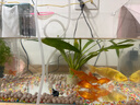 森森 超白玻璃小魚(yú)缸HWK-600P裸缸款水草缸金魚(yú)缸小型水族箱水草缸  曬單實(shí)拍圖