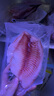 鮮京采 無(wú)抗鯛魚(yú)/羅非魚(yú)排800g/7-9片無(wú)保水魚(yú)片 低脂輕食 燒烤火鍋 曬單實(shí)拍圖