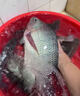 民間藝人3.77mm近視加粗魚(yú)漂靈敏巨醒目浮漂野釣鯽鯉魚(yú)抗風(fēng)浪抗流水大物浮 DF05-3漂長(cháng)47CM吃鉛~3.29克 曬單實(shí)拍圖