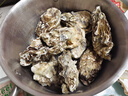 鮮海道 鮮活乳山生蠔5XL 凈重5斤 9-12只 生鮮海鮮貝類(lèi) 源頭直發(fā) 曬單實(shí)拍圖