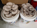 蘑菇種植桶裝盆栽食用菌包平袋DIY娃娃小菇趣味園藝多肉植物 紅平菇【熊貓桶裝】 2桶裝 曬單實(shí)拍圖