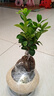 花翁北歐解壓人參榕樹(shù)桌面盆栽綠植花卉人參榕+飛碟盆+小白石源頭直發(fā) 曬單實(shí)拍圖