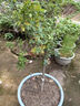 棒棒糖樹(shù)樁月季花苗樹(shù)狀特大花朵四季開(kāi)花花卉植物庭院玫瑰花樹(shù)苗 粉扇【多季循環(huán)開(kāi)花】 粗度：直徑2-2.2cm 曬單實(shí)拍圖