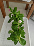 長春花盆栽陽臺好養(yǎng)花卉陽臺室內(nèi)綠植物開花多色可選京東快遞 長春花粉色原盆土(帶花發(fā)貨) 曬單實拍圖