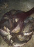 東強釣魚(yú)小藥誘魚(yú)劑通殺野釣黑坑鯽魚(yú)鯉魚(yú)草魚(yú)青魚(yú)餌料窩料開(kāi)口劑大全 通殺款【小藥誘魚(yú)劑】送2贈品 曬單實(shí)拍圖