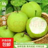 2025新梨青皮梨新鮮采摘酥脆一號翠冠梨博濤 青皮梨帶箱9斤 曬單實(shí)拍圖