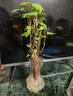 玻璃花瓶透明插花水養百合鮮花水培綠蘿綠植干花小號客廳擺件 15蒜頭花瓶1個(gè) 透明色 曬單實(shí)拍圖