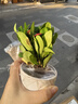 八芽鐵海棠盆栽花卉室內盆景綠植四季開(kāi)花虎刺梅辦公陽(yáng)臺花卉植物擺件 紅花鐵海棠-陶瓷白盆-鋪面石 帶盆栽好 曬單實(shí)拍圖