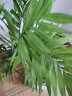 畅微 散尾葵盆栽 凤尾竹室内客厅大型绿植袖珍椰子夏威夷盆景富贵叶子 高度50左右厘米5棵 含盆 实拍图