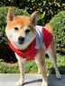 超可耐狗狗衣服大型犬金毛邊牧杜賓冬季保暖加厚防風(fēng)2025可牽引拼色棉衣 紅色 2XL碼（建議15-20斤） 曬單實(shí)拍圖