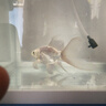 寵街坊小魚(yú)缸一體缸自循環(huán)水族箱桌面客廳小型送禮生態(tài)魚(yú)缸造景240 曬單實(shí)拍圖